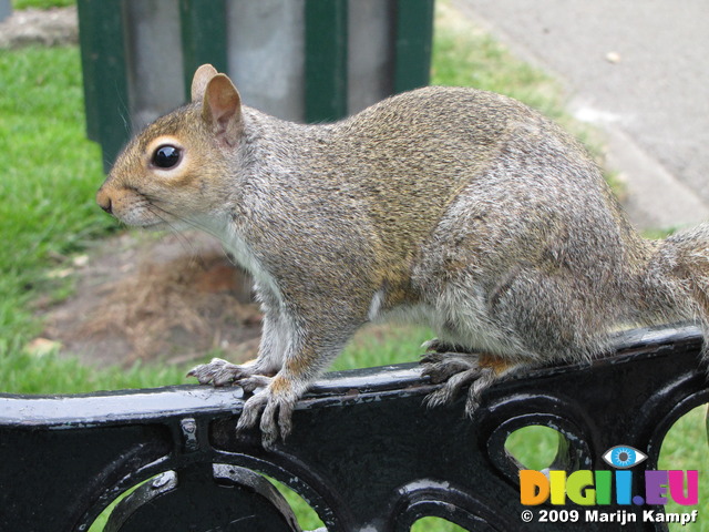 SX06612Grey Squirrel (Sciurus carolinensis) on arm of park bench